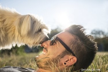 Como os cães demonstram afeto pelos humanos?