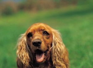 中をおしっこする犬のためのホームレメディ 