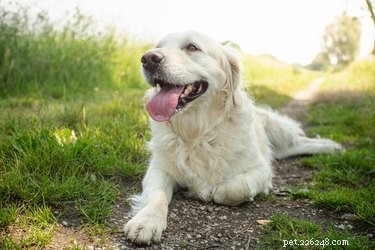 Почему собаки тяжело дышат, когда не жарко?