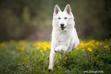 Caractéristiques des chiens White Shepherd-Lab Mix