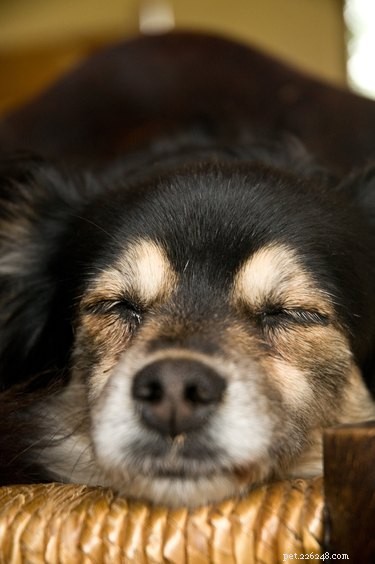 개가 자는 동안 훌쩍이는 것은 무엇을 의미합니까?
