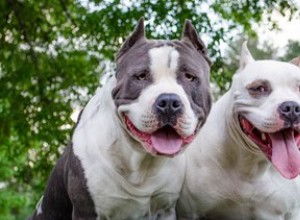 Comment savoir si c est une race Pitbull