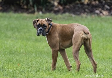 As desvantagens de cães boxer como animais de estimação