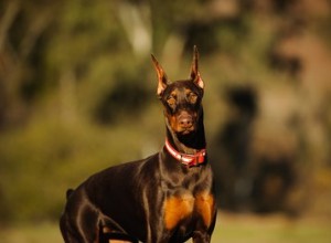 Différentes sortes de Doberman Pinschers