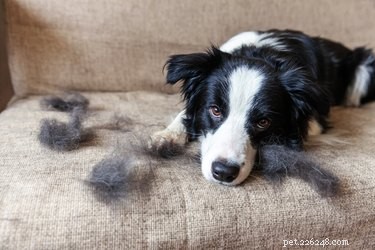 ベルクロから犬の毛を取り除く方法 