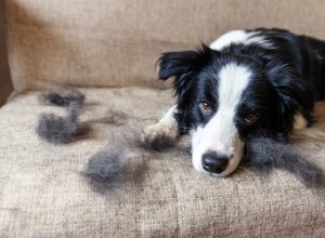 ベルクロから犬の毛を取り除く方法 