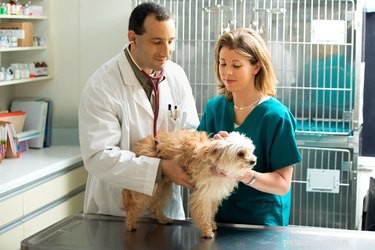 Как брать образцы крови у собаки ветеринарным врачом