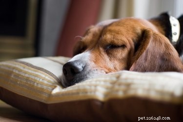 Jak nechat psa spát celou noc