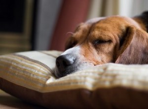 犬を一晩中眠らせ続ける方法 