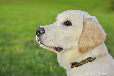 Informazioni sui Labrador Retriever