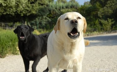 Почему собаки воют на губные гармошки?