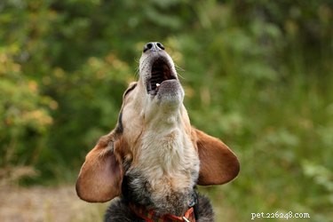 Почему собаки воют на губные гармошки?