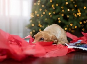 Pourquoi mon chien mange-t-il du papier de soie ?