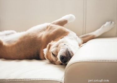 Quais são as causas dos cães dormirem demais? 
