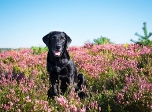 Black Lab:기질, 코트, 수명 및 강아지