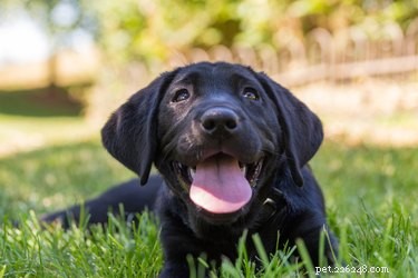 Black Lab:temperament, vacht, levensduur en puppy s