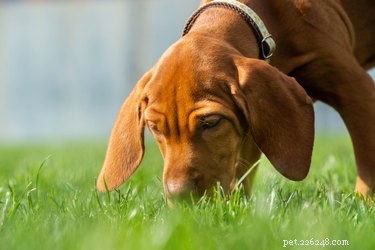 Почему собаки царапают землю после дефекации?