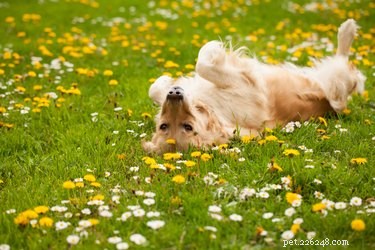 Pourquoi les chiens grattent-ils le sol après avoir déféqué ?