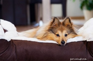 Waarom likken honden hun bedden?