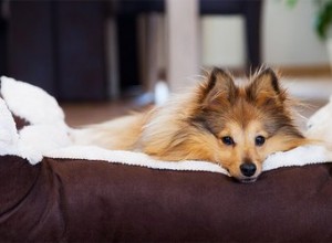 개가 침대를 핥는 이유는 무엇입니까?