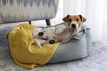 개가 침대를 핥는 이유는 무엇입니까?