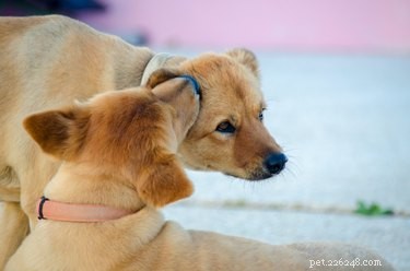 Varför slickar mina hundar varandras öron?