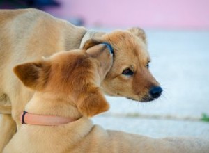 개들이 서로의 귀를 핥는 이유는 무엇입니까?