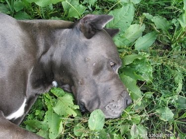 Proč si psi třou hlavu v trávě?