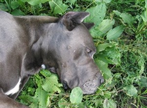 なぜ犬は草の中で頭をこすりますか？ 