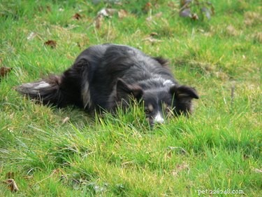 なぜ犬は草の中で頭をこすりますか？ 