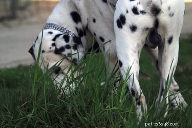 Waarom wrijven honden hun kop in het gras?