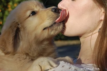 Proč psi olizují lidské rány?