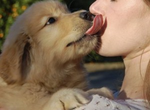 Proč psi olizují lidské rány?