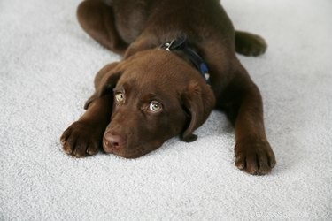 Varför kliar hundar på mattan?