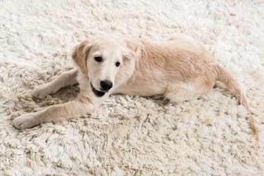 Perché i cani graffiano il tappeto?