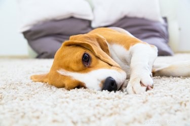 Perché i cani graffiano il tappeto?