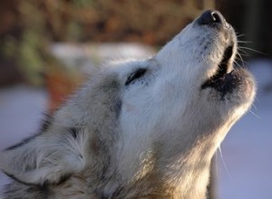 Comment empêcher un chien de pleurer la nuit