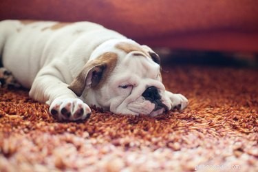 犬がカーペットをなめるのはなぜですか？ 