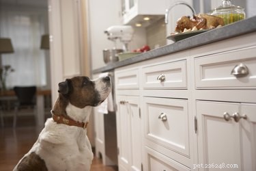 Perché i cani nascondono il cibo?
