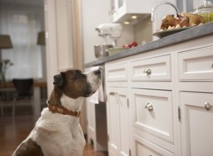 Proč psi schovávají jídlo?