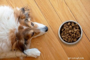 Почему собаки перемещают свои миски с едой
