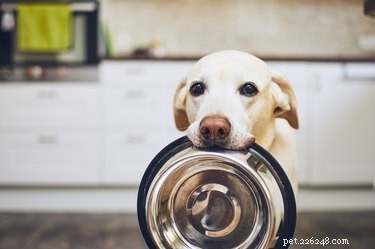 Por que os cães movem suas tigelas de comida
