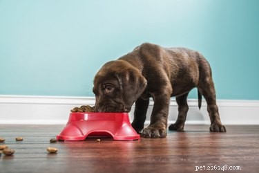 Por que os cães movem suas tigelas de comida