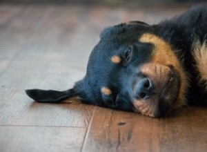 なぜ私の犬は眠っている間に泣くのですか？ 