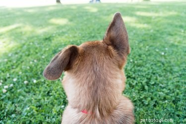 O que significam as orelhas para trás em um cachorro?