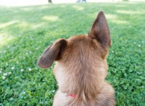 犬の耳の後ろはどういう意味ですか？ 