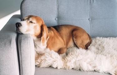 犬が寝ている間に震えるのはなぜですか？ 