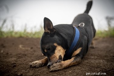 Waarom honden hun muilkorven wrijven na het eten