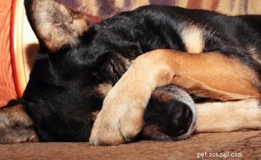 Varför hundar gnuggar sina nospartier efter att ha ätit