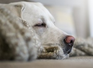 Comment calmer un chien mâle lorsqu une femelle est en chaleur